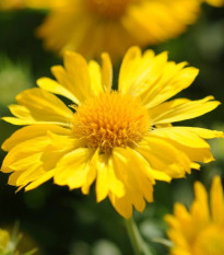 Kokarda veľkokvetá Mesa Yellow - Gaillardia grandiflora - semená kokardy - 10 ks