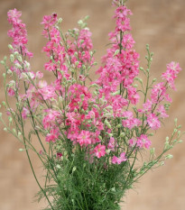 Ostrôžka King Size Scarlet - Delphinium consolida - semená ostrôžky - 50 ks