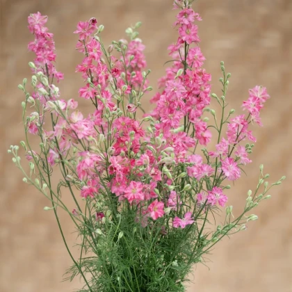 Ostrôžka King Size Scarlet - Delphinium consolida - semená ostrôžky - 50 ks