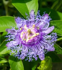 Mučenka pleťová - passiflora incarnata - semená mučenky - 4 ks