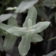 Eukalyptus globulus Styx – Blahovičník – Eukalyptus globulus – semena eukalyptu – 6 ks