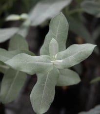 Eukalyptus globulus Styx – Blahovičník – Eukalyptus globulus – semena eukalyptu – 6 ks