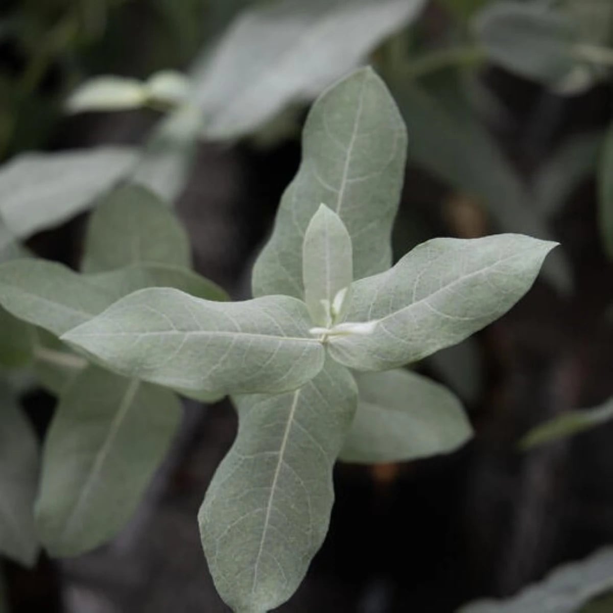 Eukalyptus globulus Styx – Blahovičník – Eukalyptus globulus – semena eukalyptu – 6 ks