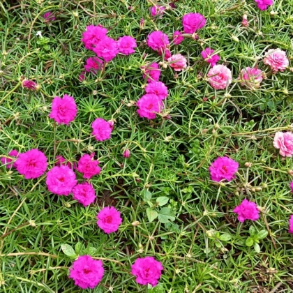 Portulaka veľkokvetá Sundial Fuchsia F1 - Portulaca grandiflora - semená portulaky - 80 ks