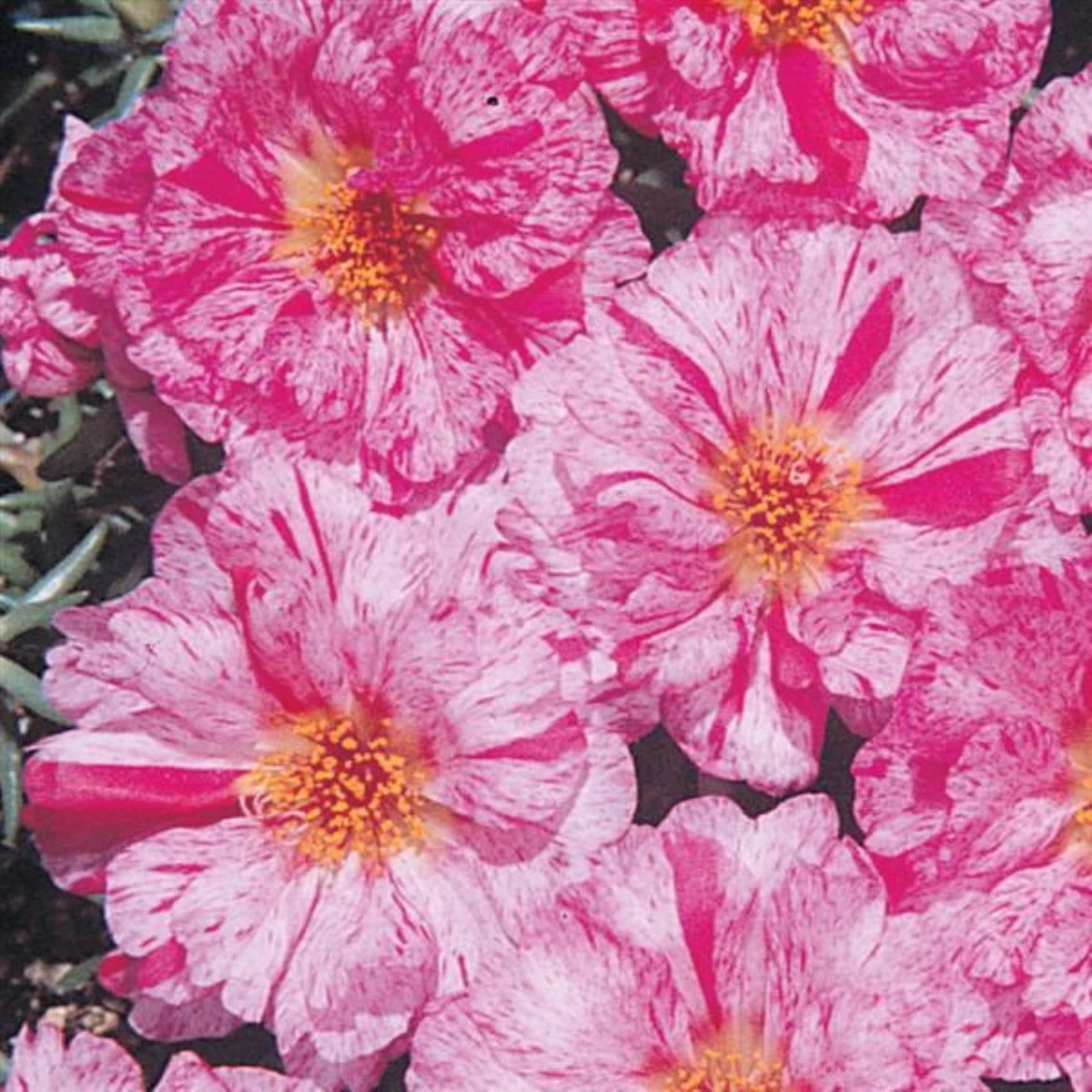 Portulaka veľkokvetá Sundial Peppermint F1 - Portulaca grandiflora - semená portulaky - 80 ks