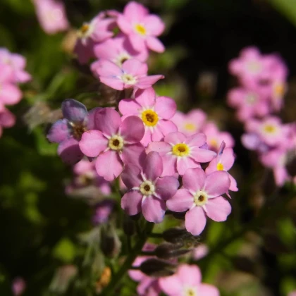 Nezábudka lesná Rosylva - Myosotis sylvatica - semená nezábudky - 60 ks