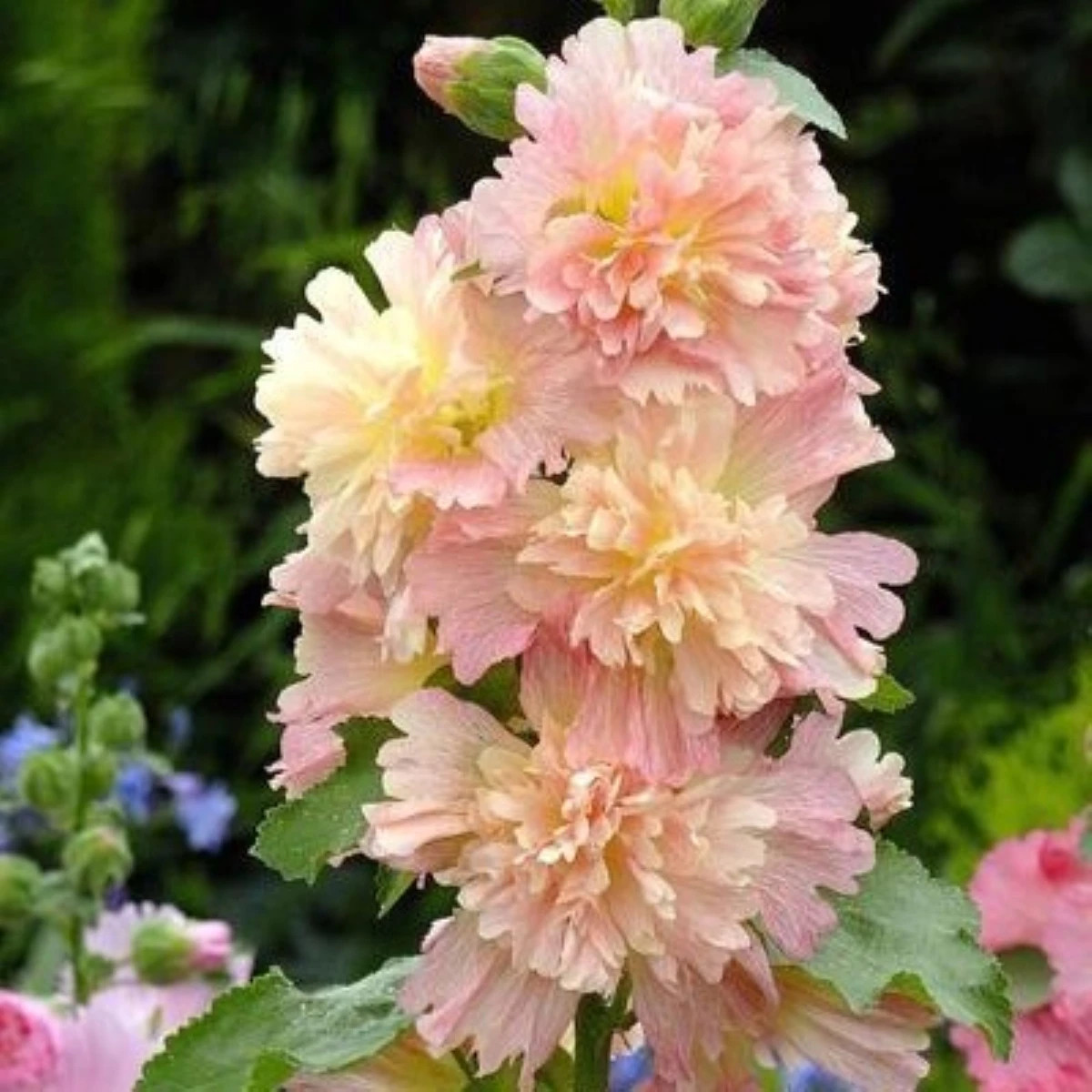 Topoľovka ružová Spring Celebrities Apricot - Alcea rosea - semená topoľovky - 10 ks