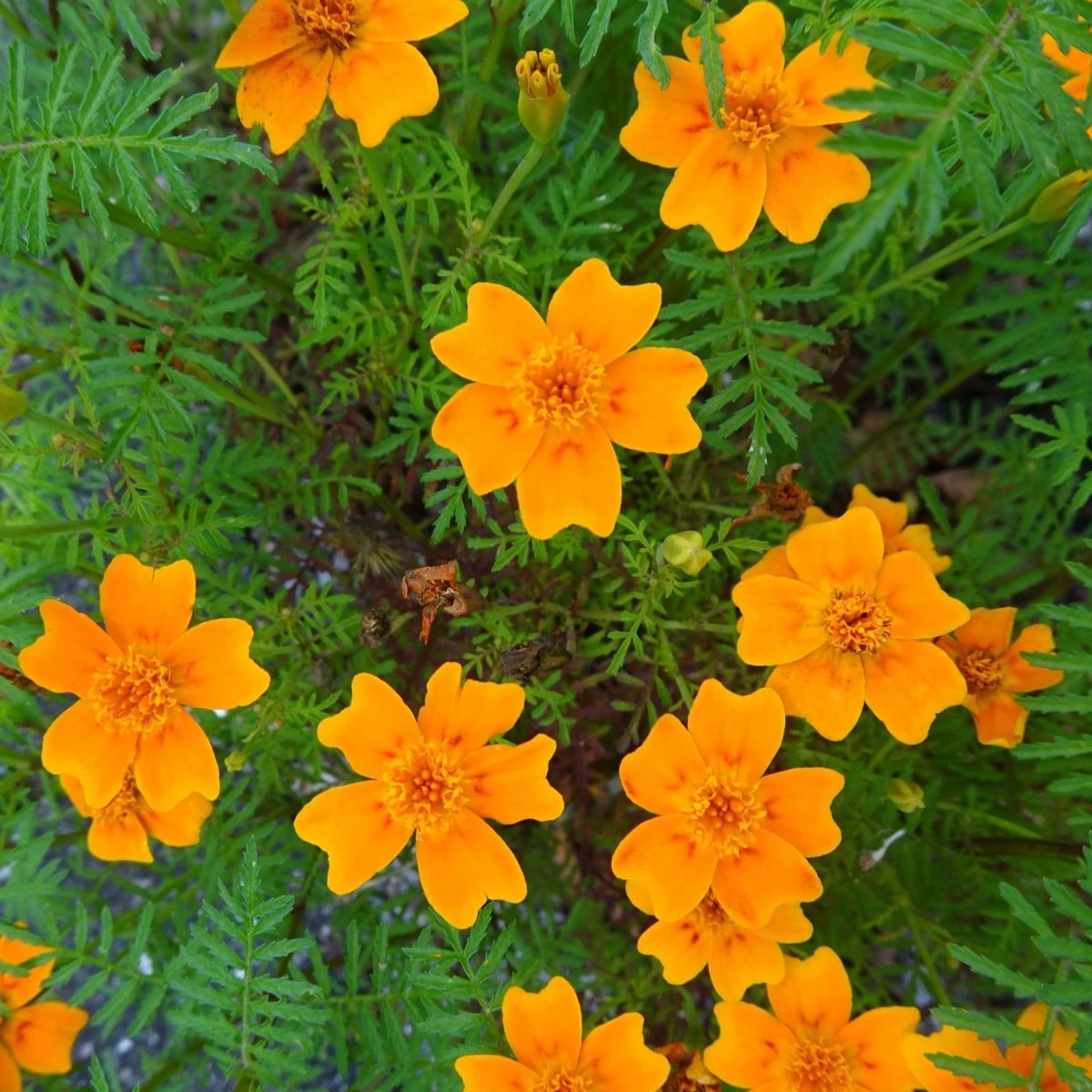 Aksamietnica drobnokvetá oranžová - Tagetes tenuifolia - semená aksamietnica - 0,2 g