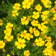Aksamietnica drobnokvetá žltá - Tagetes tenuifolia - semená aksamietnice - 0,2 g