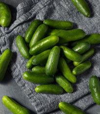 Uhorka šalátová Little Snack F1 - Cucumis sativus - semená uhorky - 8 ks