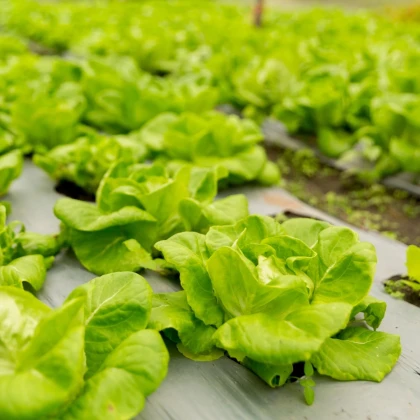 Šalát hlávkový prezimujúci Humil - Lactuca sativa - semená šalátu - 100 ks