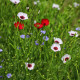 Ľan siaty zmes farieb - Linum grandiflorum - semená ľanu - 180 ks