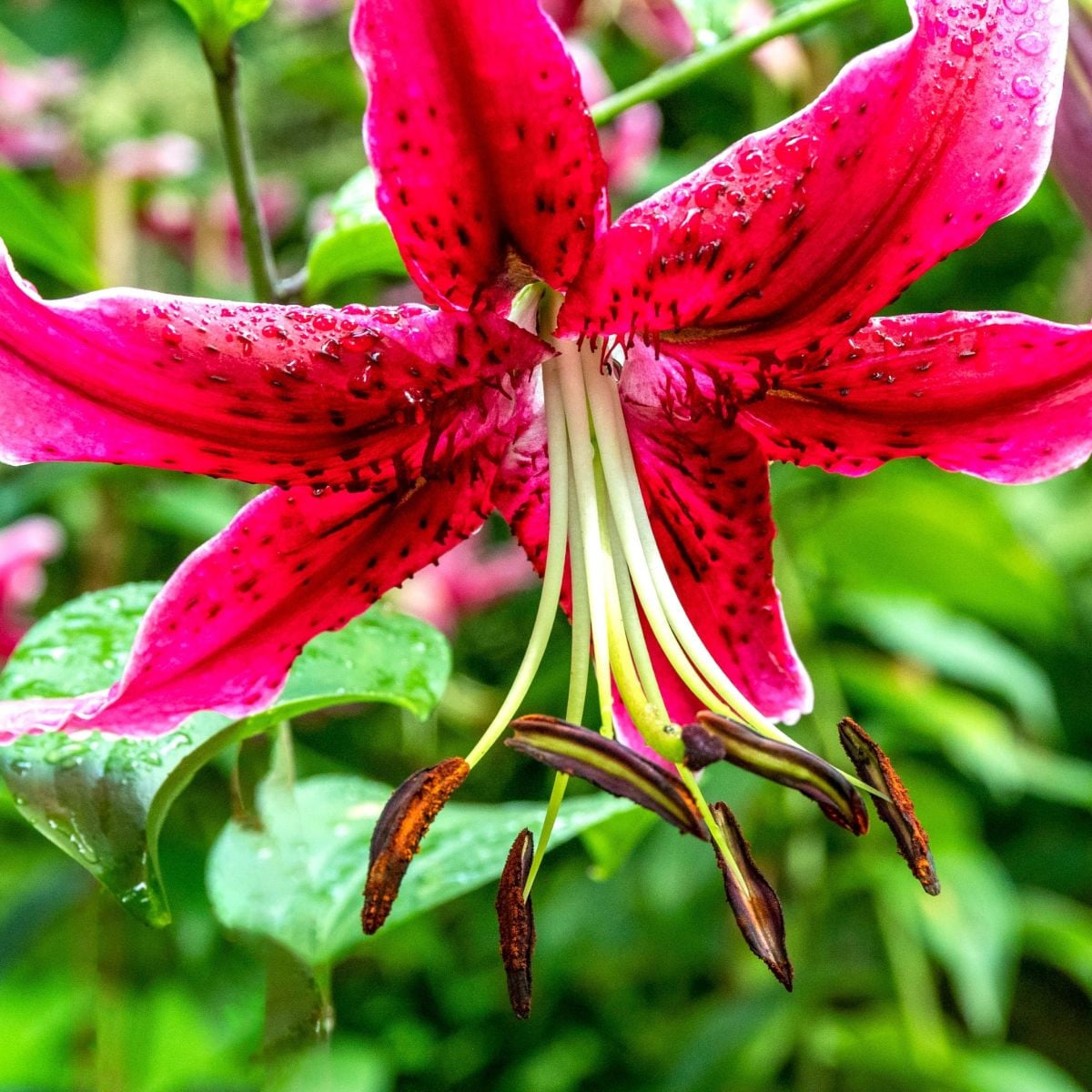 Ľalia Miss Feya - Lilium - cibuľoviny - 1 ks