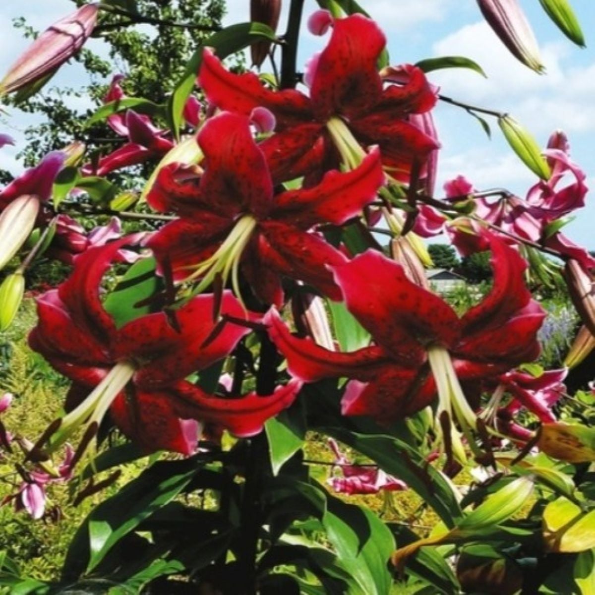 Ľalia Miss Feya - Lilium - cibuľoviny - 1 ks