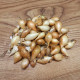 Sadzačka Augusta - Allium cepa - cibuľky - 250 g