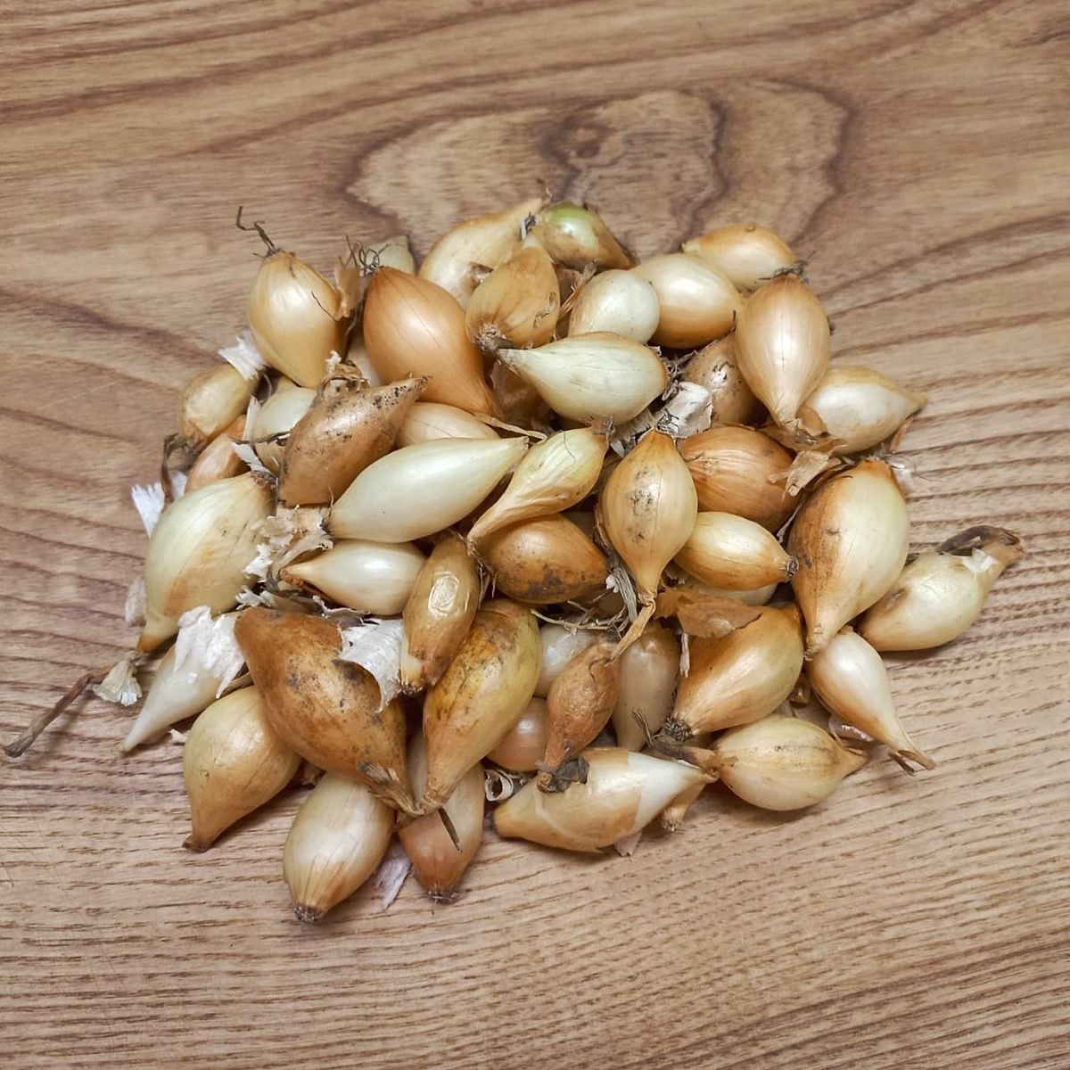 Sadzačka Augusta - Allium cepa - cibuľky - 250 g