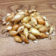 Sadzačka Winteria - Allium cepa - cibuľky - 250 g