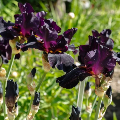 Kosatec Black Night - Iris germanica - hľuzy kosatca - 1 ks