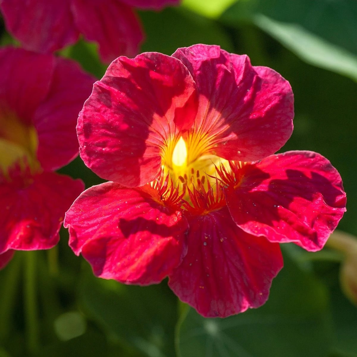 Kapucínka nízka Baby Deep Rose - Kapucínka - Tropaeolum mínus - semená kapucínka - 8 ks