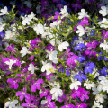 Lobelka previsnutá Color Cascade - zmes - Lobelia erinus pendula - semená - 500 ks