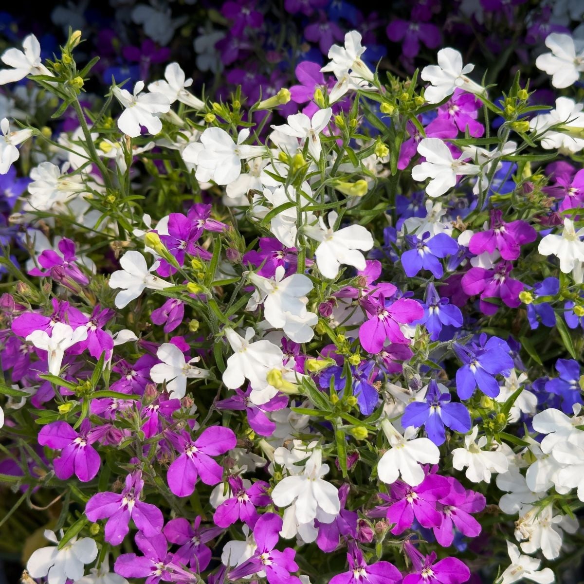 Lobelka previsnutá Color Cascade - zmes - Lobelia erinus pendula - semená - 500 ks