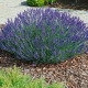 Levanduľa lekárska Provence - Lavandula angustifolia - semená levandule - 15 ks