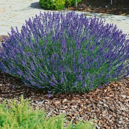 Levanduľa lekárska Provence - Lavandula angustifolia - semená levandule - 15 ks