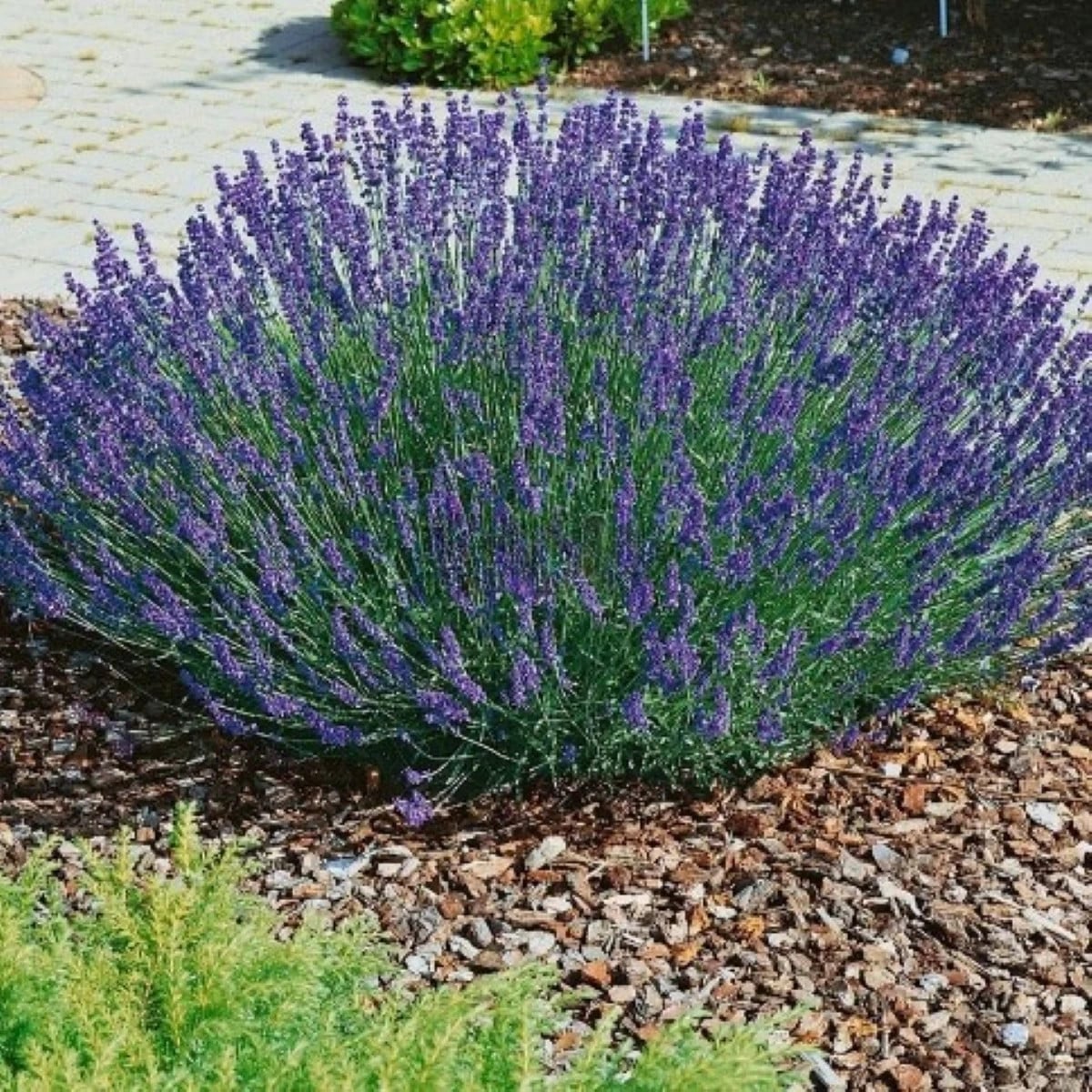 Levanduľa lekárska Provence - Lavandula angustifolia - semená levandule - 15 ks