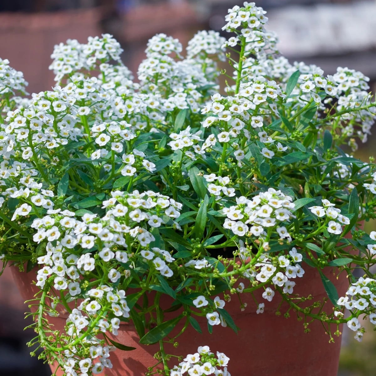 Lobulária prímorská Yucon White - Lobularia maritima - semená lobulárie - 50 ks