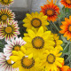 Gazánia Kiss Flame Mix F1 - Gazania rigens - semená gazánie - 18 ks