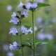 Kocúrnik obyčajný - Nepeta cataria - semená kocúrnika - 15 ks