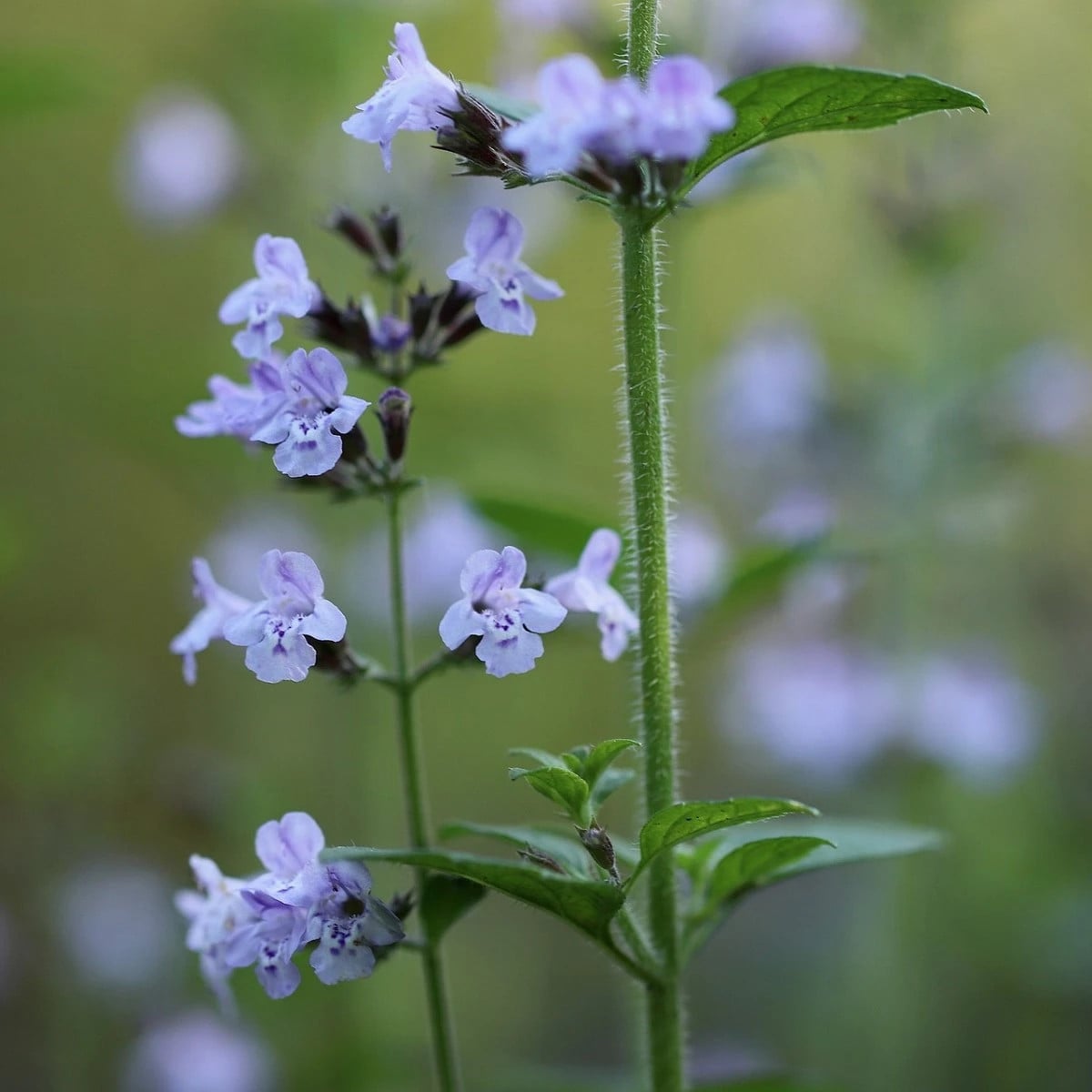 Kocúrnik obyčajný - Nepeta cataria - semená kocúrnika - 15 ks