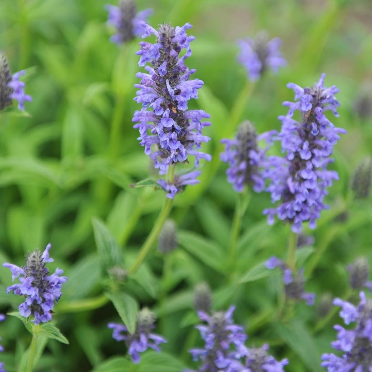 Kocúrnik - Nepeta nervosa - semená kocúrnika - 15 ks