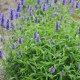Kocúrnik - Nepeta nervosa - semená kocúrnika - 15 ks
