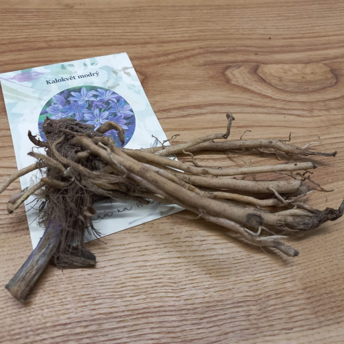 Kalokvet modrý - Agapanthus praecox - voľnokorenné sadenice kalokvetu - 1 ks