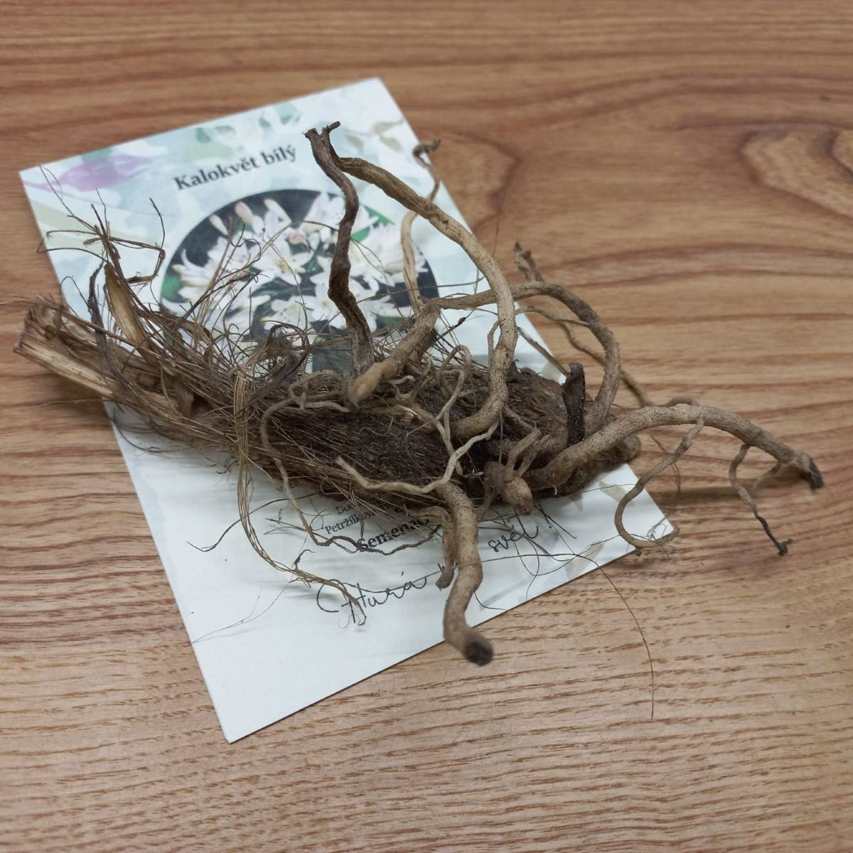 Kalokvet biely - Agapanthus praecox - voľnokorenné sadenice kalokvetu - 1 ks