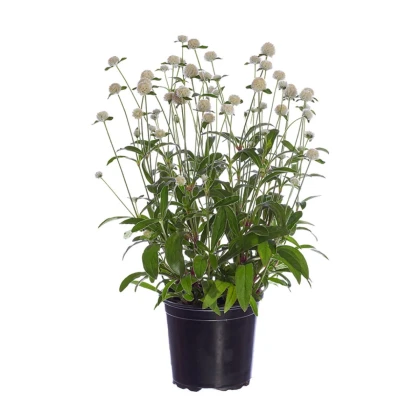 Gomfréna hlávkatá Ping Pong White - Gomphrena globosa - semená gomfrény - 20 ks