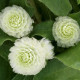 Gomfréna hlávkatá Ping Pong White - Gomphrena globosa - semená gomfrény - 20 ks