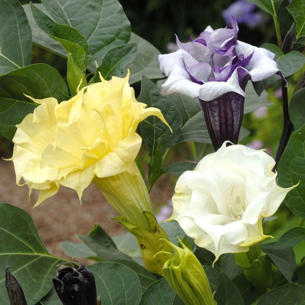 Durman metelový Ballerina Formula Mixture - Datura metel - semená durmanu - 5 ks
