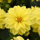 Georgína premenlivá Figaro Yellow Shades - Dahlia variabilis - semená georgíny - 20 ks