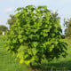 Paulovnia Shan Tong - Paulownia Shantong hybrid - semená paulovnie - 15 ks