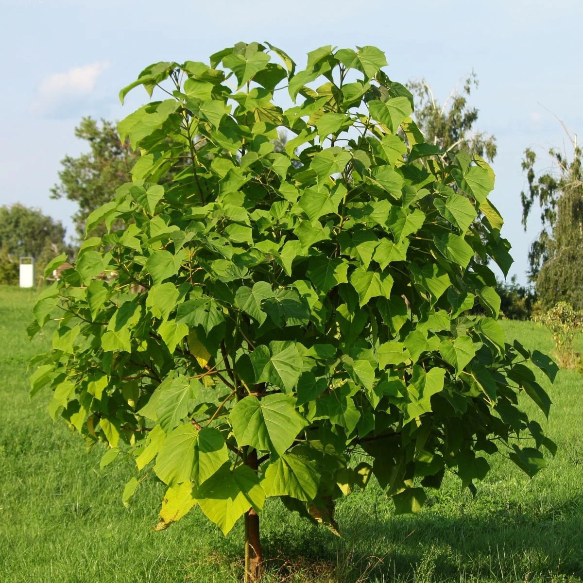 Paulovnia Shan Tong - Paulownia Shantong hybrid - semená paulovnie - 15 ks