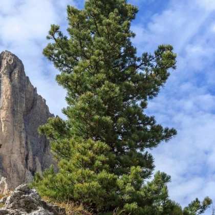 Borovica Limba - Pinus cembra sibirica - semená borovice - 7 ks