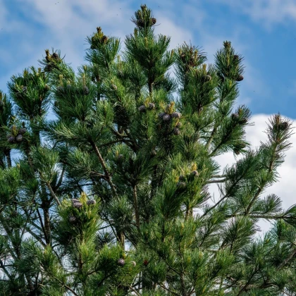 Borovica Limba - Pinus cembra sibirica - semená borovice - 7 ks