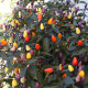 BIO Chilli Lila Luzi - Capsicum frutescens - bio semená chilli - 8 ks