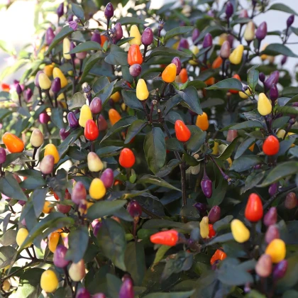 BIO Chilli Lila Luzi - Capsicum frutescens - bio semená chilli - 8 ks