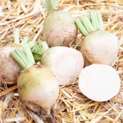 BIO Repa červená Albina Vereduna - Beta vulgaris conditiva - bio semená repy - 50 ks