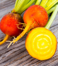 BIO Repa červená Burpees Golden - Beta vulgaris conditiva - bio semená repy - 50 ks