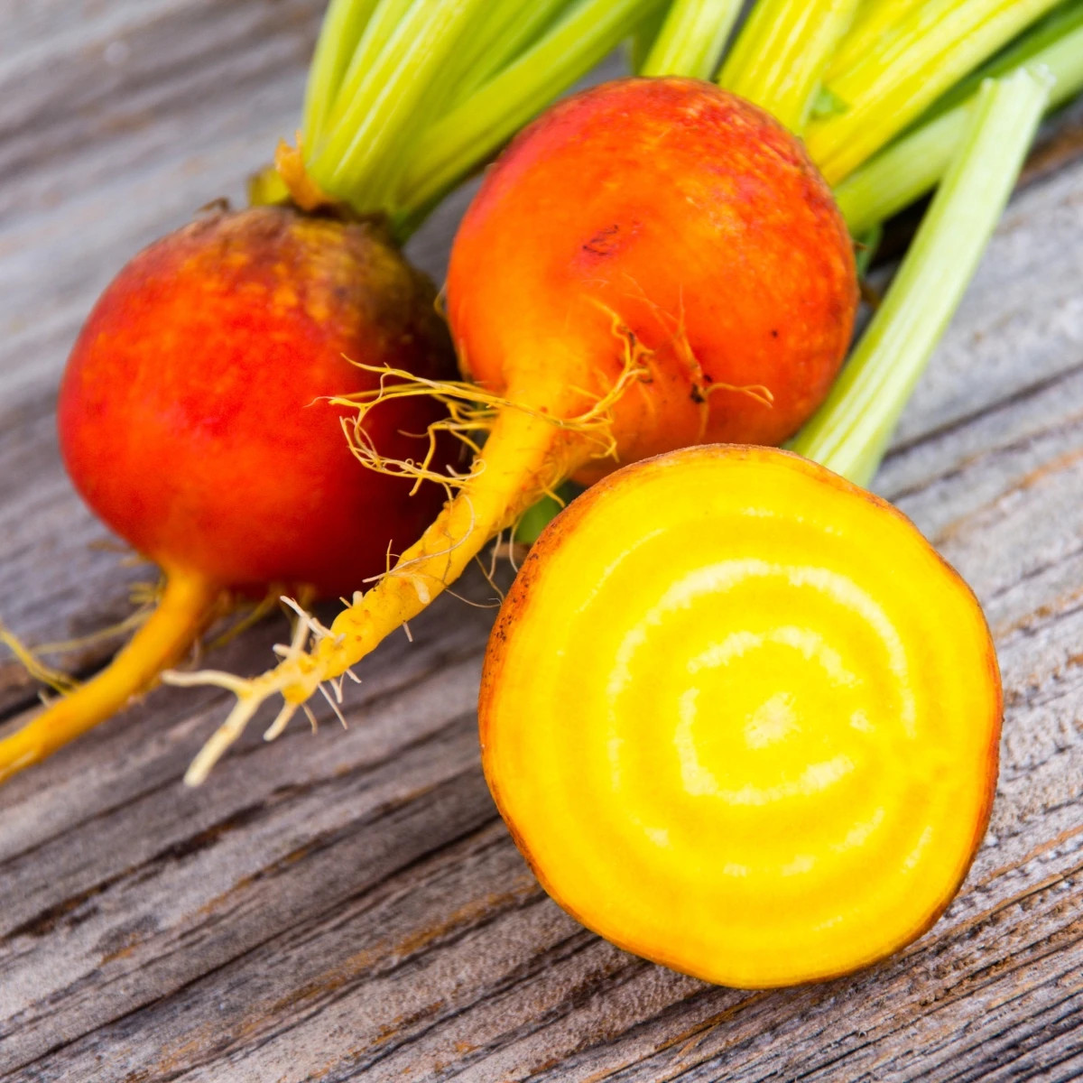 BIO Repa červená Burpees Golden - Beta vulgaris conditiva - bio semená repy - 50 ks