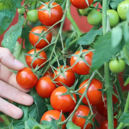 Paradajka kríčková balkónová Vilma - Solanum lycopersicum - semená paradajok - 21 ks